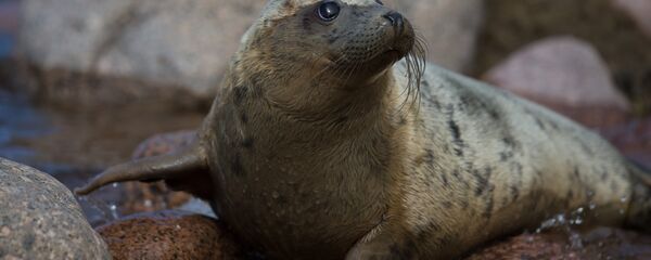 Архивное фото тюленя - Sputnik Казахстан
