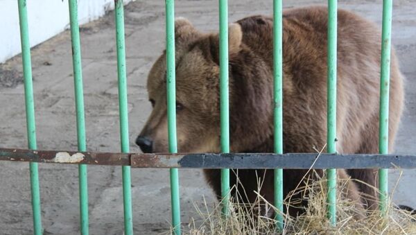 Медведица Катя - Sputnik Казахстан