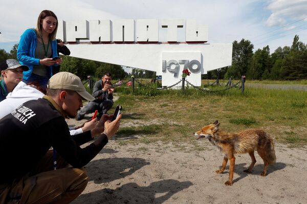 Туристы фотографируют лису в городе Припять у Чернобыльской АЭС - Sputnik Казахстан