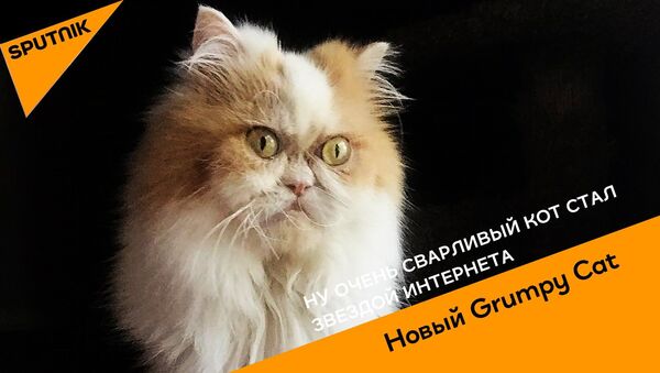 Новый Grumpy Cat - Sputnik Казахстан