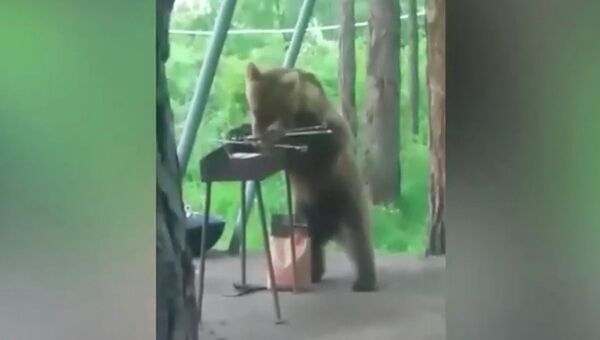 Медведь напал на шашлык туристов в Казахстане - видео - Sputnik Казахстан