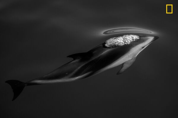 Снимок Dusky Dolphins фотографа Scott Portelli, занявший третье место в категории Nature конкурса National Geographic Travel Photo 2019 - Sputnik Казахстан