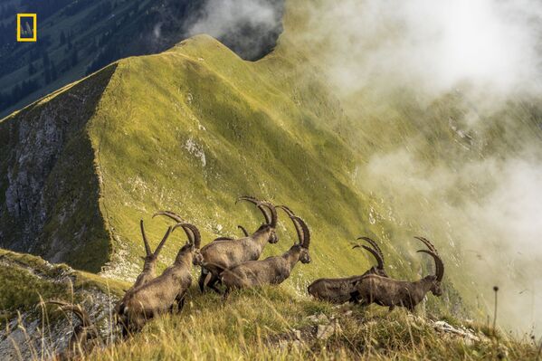 Снимок King Of The Alps фотографа Jonas Schäfer, получивший особое упоминание в категории Nature конкурса National Geographic Travel Photo 2019  - Sputnik Казахстан