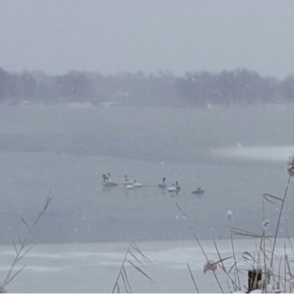 Лебеди на замерзающем озере в Алматинской области Лебеди на замерзающем озере в Алматинской области - Sputnik Казахстан