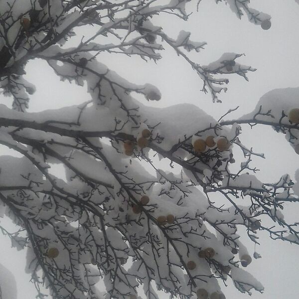 Аномальный снегопад в Алматы - Sputnik Казахстан