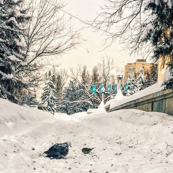 Аномальный снегопад в Алматы - Sputnik Казахстан
