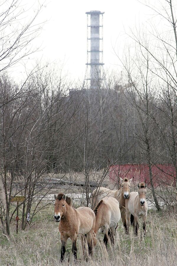 У саркофага 4-го блока Чернобыльской атомной электростанции - Sputnik Казахстан