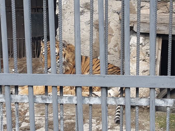 Концлагерь для животных: карагандинцы возмущены городским зоопарком - Sputnik Казахстан