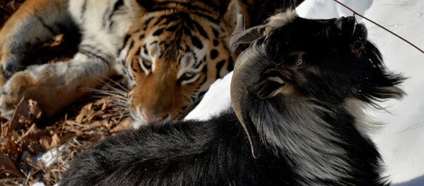 Леопард из Праги поселился по соседству с Амуром и Тимуром Леопард из Праги поселился по соседству с Амуром и Тимуром - Sputnik Казахстан