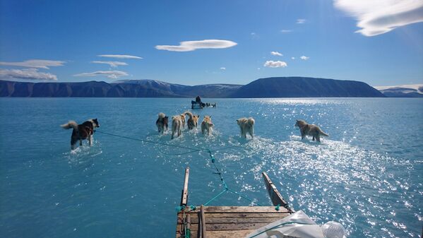 Ездовые собаки тянут сани по покрытому водой льду Гренландии - Sputnik Казахстан