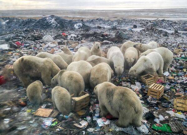 Белые медведи ищут еду на мусорной свалке недалеко от деревни Белушья Губа, архипелаг Новая Земля - Sputnik Казахстан