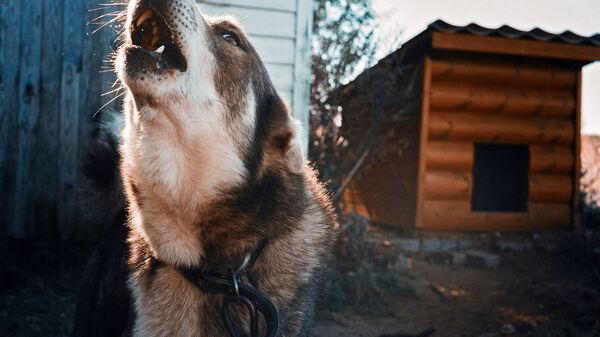 Собака на цепи, иллюстративное фото - Sputnik Казахстан