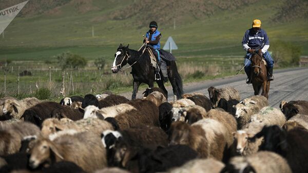 Пастухи  - Sputnik Казахстан