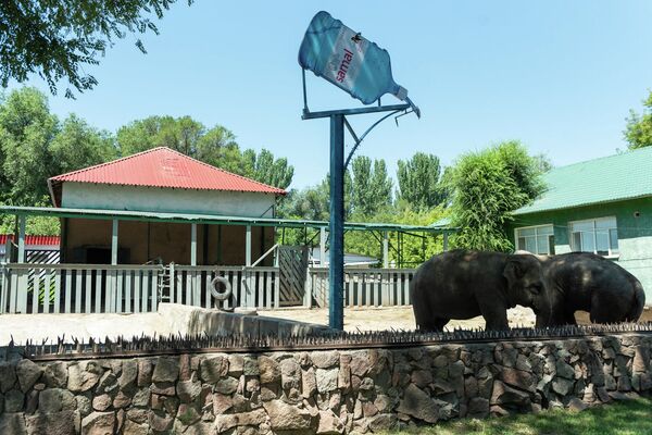 Две львицы и жираф: почему гибнут животные в зоопарке Алматы - Sputnik Казахстан