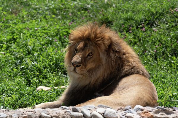 Две львицы и жираф: почему гибнут животные в зоопарке Алматы - Sputnik Казахстан