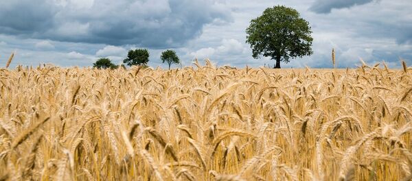 Поле - Sputnik Казахстан