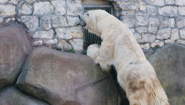 Белый медведь в зоопарке, архивное фото - Sputnik Казахстан