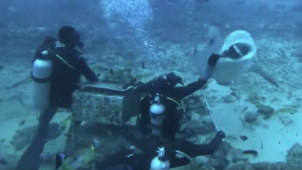 Дайверы кормят акул без клетки - видео - Sputnik Казахстан