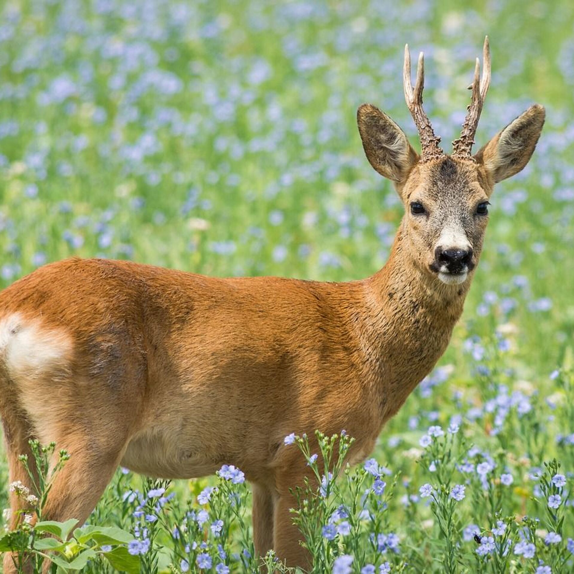 Животные чувашии. Сибирская косуля capreolus pygargus. Косуля Сибирская (capreolus pygargus Pall.). Европейская косуля (capreolus capreolus). Сибирская косуля Забайкалье.