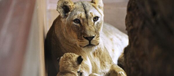 Львица в зоопарке, архивное фото - Sputnik Казахстан