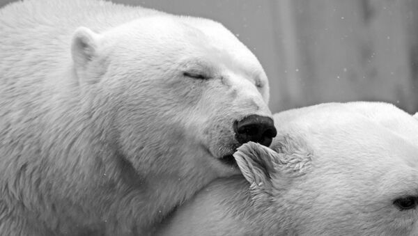Белые медведи - Sputnik Казахстан