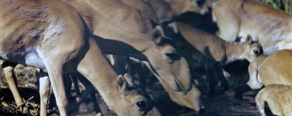 Сайгаки на водопое, архивное фото - Sputnik Казахстан