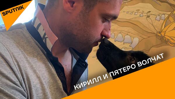 Кирилл и волчата - Sputnik Казахстан