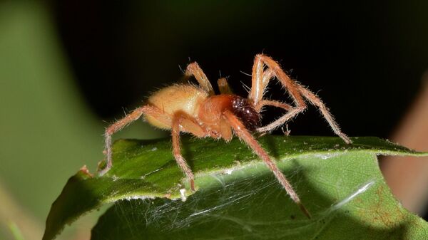 Ядовитый паук, иллюстративное фото - Sputnik Казахстан