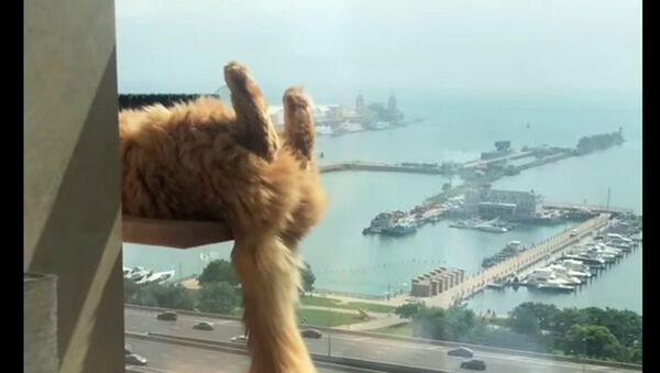 Кот показал, как нужно реагировать на стрессы и неприятности - видео - Sputnik Казахстан