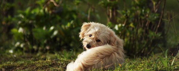 Собака - Sputnik Казахстан