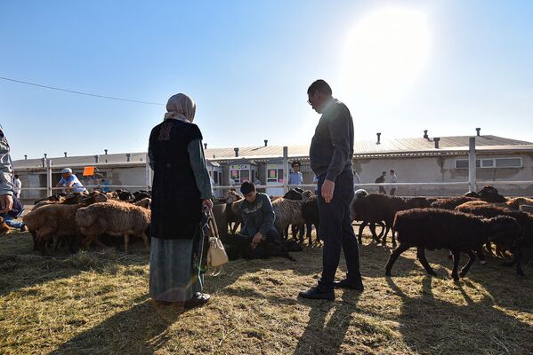 Верующие выбирают барана, которого принесут в жертву Всевышнему в память о Его милости к пророку Ибрахиму - Sputnik Казахстан