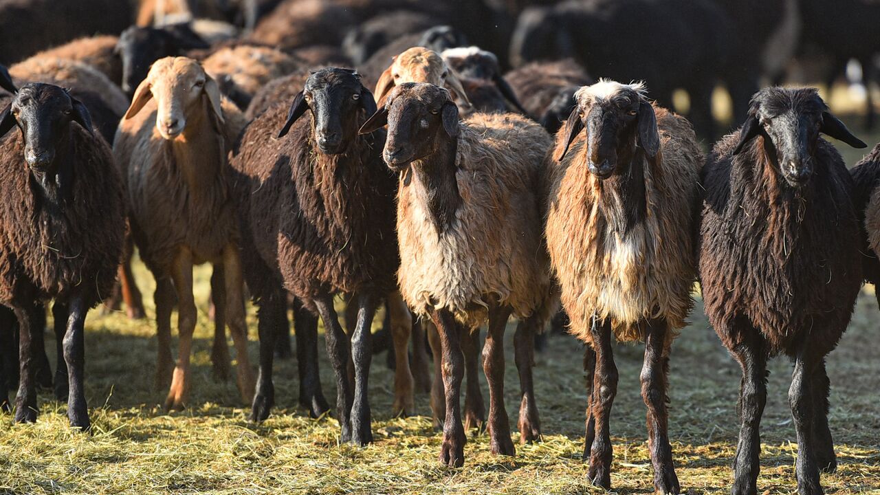 Орыс эротикасының жазасы