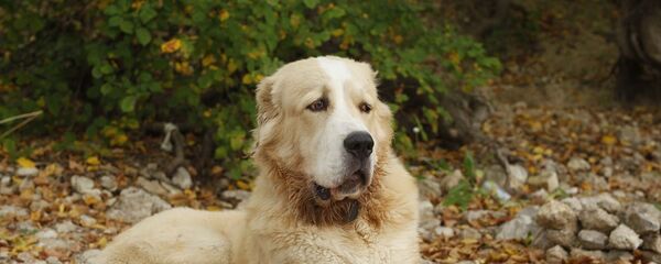 Алабай - Sputnik Казахстан