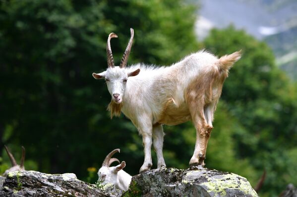 Горный козел в Рицинском реликтовом национальном парке в Абхазии - Sputnik Казахстан