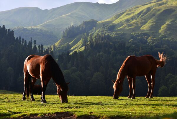 Лошади в Рицинском реликтовом национальном парке в Абхазии - Sputnik Казахстан