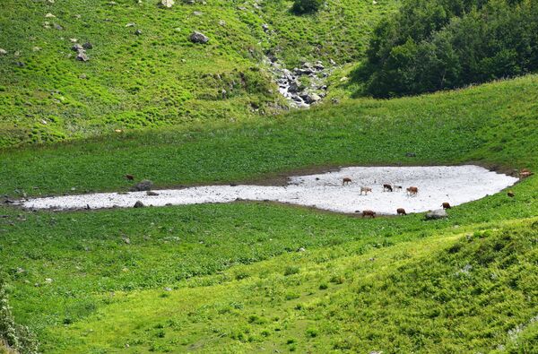 Коровы на горном пастбище в Абхазии - Sputnik Казахстан