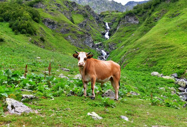 Корова в окрестностях Рицинского реликтового национального парка в Абхазии - Sputnik Казахстан