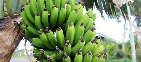 Бананы - Sputnik Казахстан