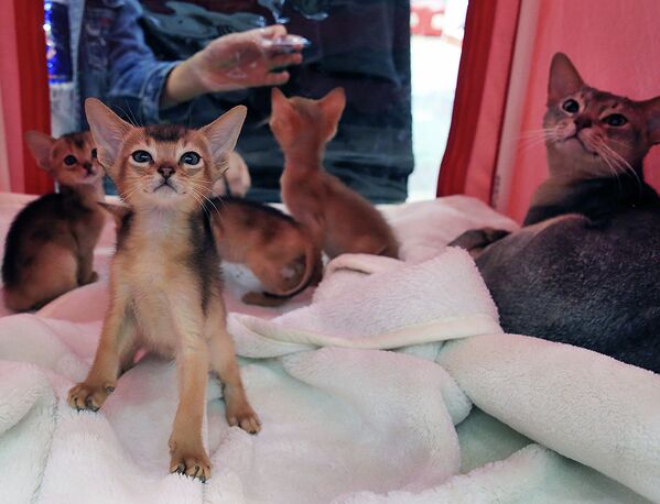 Выставка кошек редких пород - Sputnik Казахстан