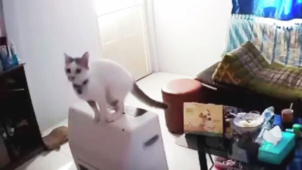 Кошка разбила стеклянный стол - видео - Sputnik Казахстан