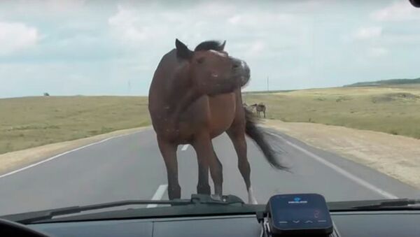 Лошадь приветствует водителей на дороге - видео - Sputnik Казахстан
