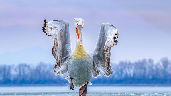 Главный снимок-победитель конкурса Bird Photographer of the Year 2019 - Sputnik Казахстан