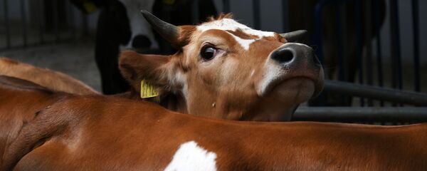 Коровы на ферме, архивное фото Коровы на ферме, архивное фото - Sputnik Казахстан