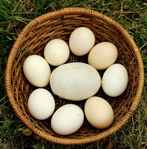 Гигантское куриное яйцо весом 170 грамм из Грузии, попавшее в Книгу рекордов Гиннесса - Sputnik Казахстан