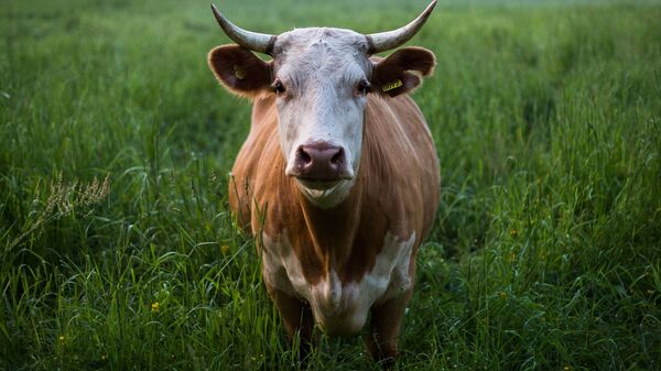 Корова, иллюстративное фото - Sputnik Казахстан