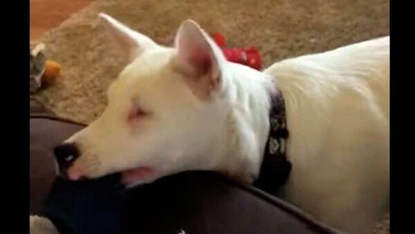 Абсолютно слепой и глухой пес играет с хозяином - это видео растрогает  до слез - Sputnik Казахстан