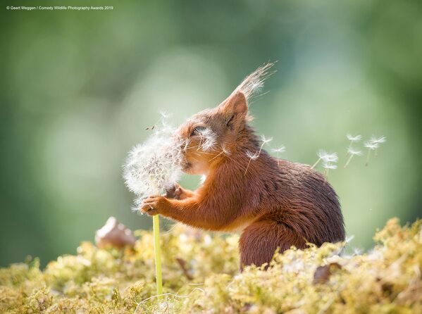 Снимок Squirrel wishes шведского фотографа Geert Weggen, вошедший в список финалистов конкурса Comedy Wildlife Photography Awards 2019 - Sputnik Казахстан