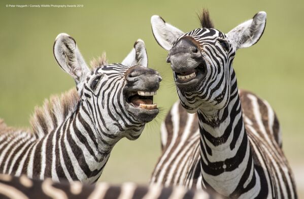 Снимок Laughing Zebra британского фотографа Peter Haygarth, вошедший в список финалистов конкурса Comedy Wildlife Photography Awards 2019 - Sputnik Казахстан