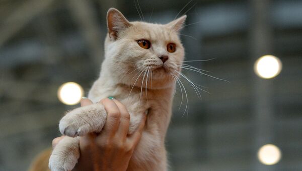 Архивное фото кота - Sputnik Казахстан