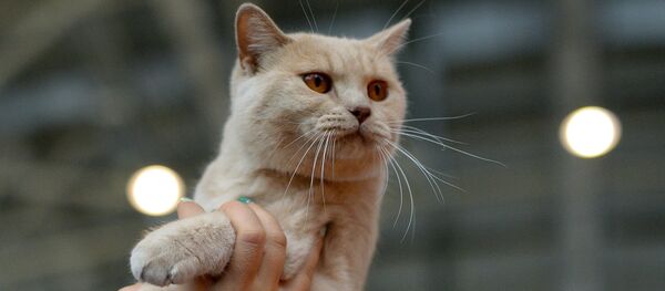 Архивное фото кота Архивное фото кота - Sputnik Казахстан